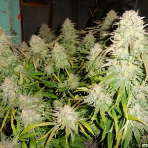 Green_Crack_harvest_001