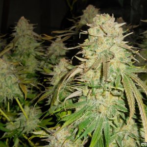 Green_Crack_harvest_002