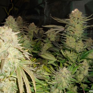 Green_Crack_harvest_003