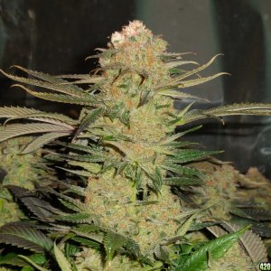 Green_Crack_harvest_004