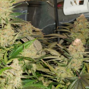 Green_Crack_harvest_005