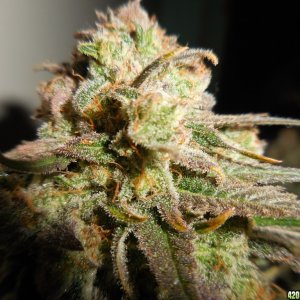 Green_Crack_harvest_007