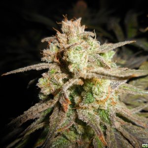 Green_Crack_harvest_008