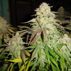 Green_Crack_harvest_009