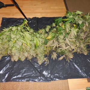 Green_Crack_harvest_010