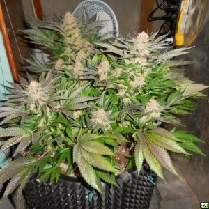 Green_Crack_harvest_011