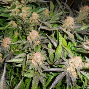 Green_Crack_harvest_013