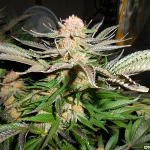 Green_Crack_harvest_014