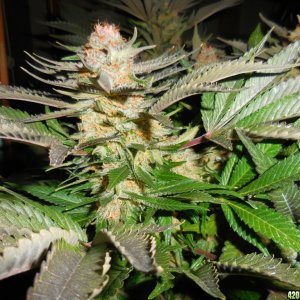 Green_Crack_harvest_016