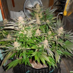 Green_Crack_harvest_017