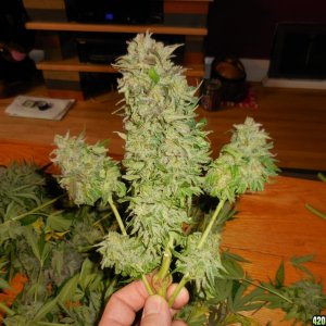 Green_Crack_harvest_019