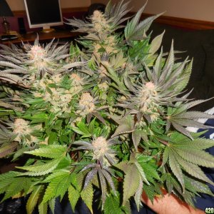 Green_Crack_harvest_020