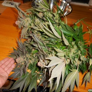 Green_Crack_harvest_022