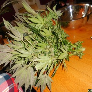 Green_Crack_harvest_024