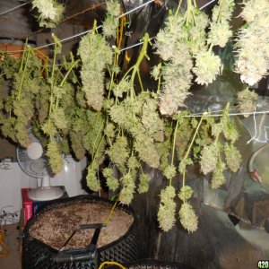 Green_Crack_harvest_031