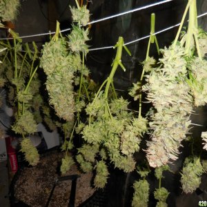 Green_Crack_harvest_032