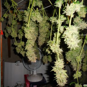 Green_Crack_harvest_033