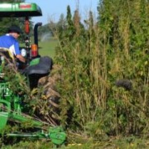 hemp-production-kentucky-800x480_420Magazine