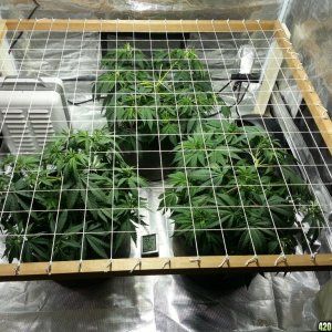 ScrOG