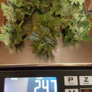 Harvest Dry Weight