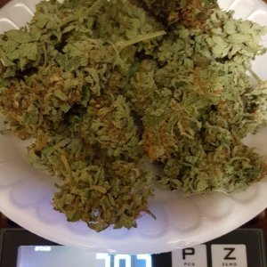 Harvest Dry Weight