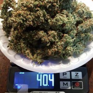 Harvest Dry Weight