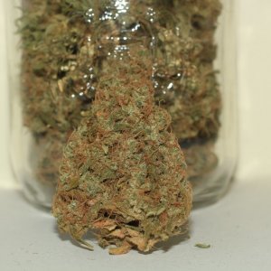 MK bud shot :)