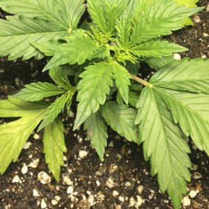 Nitrogen deficiency or transplant shock?