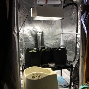 Gorilla Grow House