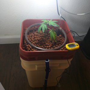 Kabbals 1st Grow