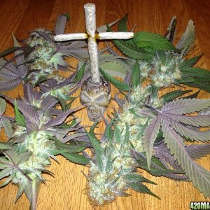 TGA Qush Buds with cross joint