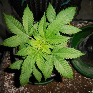 green_Crack_final_weights_002