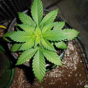 green_Crack_final_weights_003