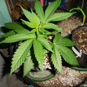 green_Crack_final_weights_004