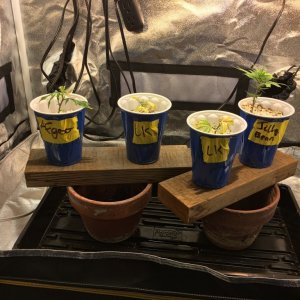 clones in recovery