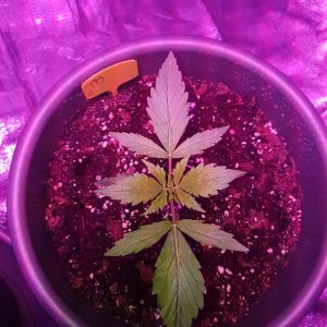 First grow - autoflower indoor 750W LED - bulk upload