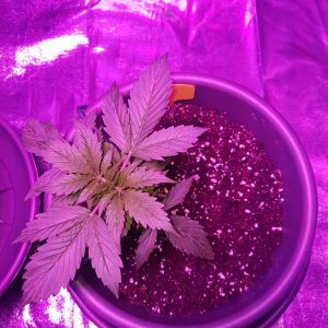 First grow - autoflower indoor 750W LED - bulk upload