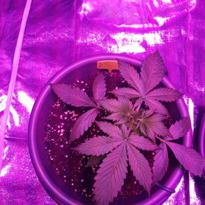 First grow - autoflower indoor 750W LED - bulk upload