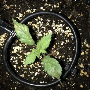 Seedling with deficiencies