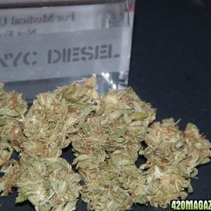 ny diesel