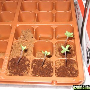 bubblicious seedlings