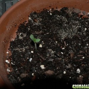 My First Sprouts