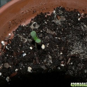 My First Sprouts