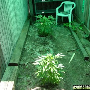 Grow Journal updates 05-29-06