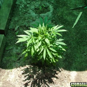 Grow Journal updates 05-29-06