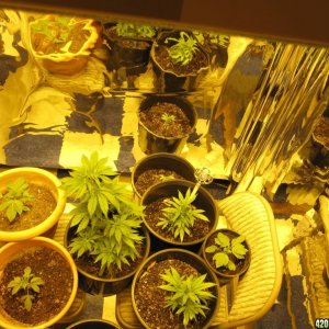 Clones and Seeds