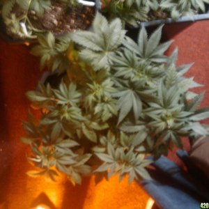 zill hawg kush grow