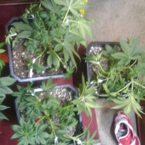 zill hawg kush grow