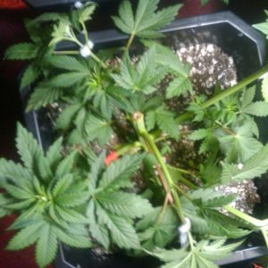 zill hawg kush grow