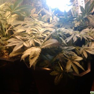 zill hawg kush grow